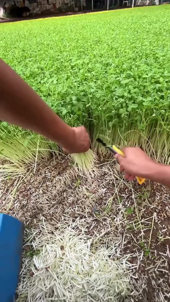 这种菜能生吃吗
