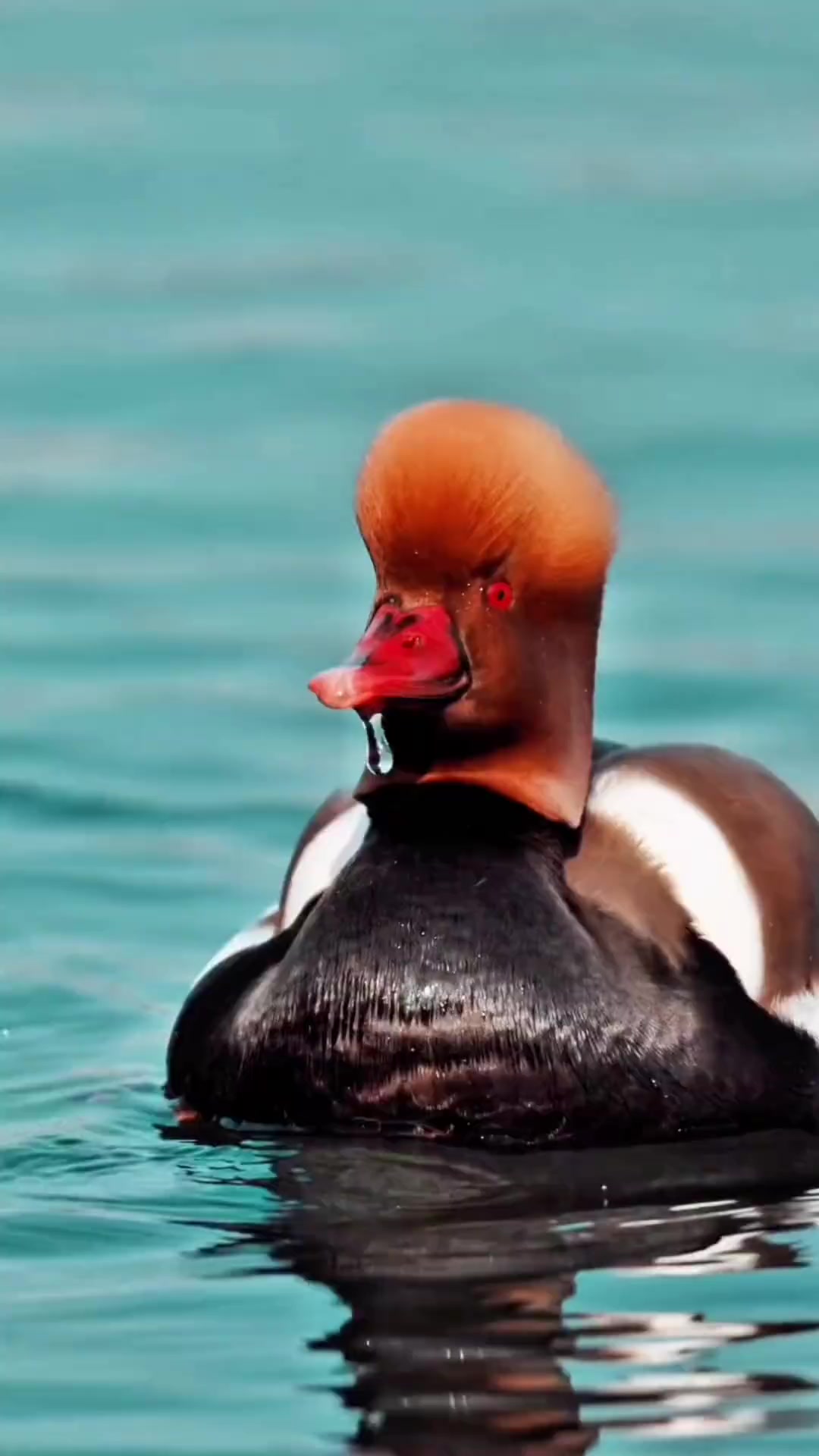 分享科普17种不同品种的鸭子，看看你认识哪种？