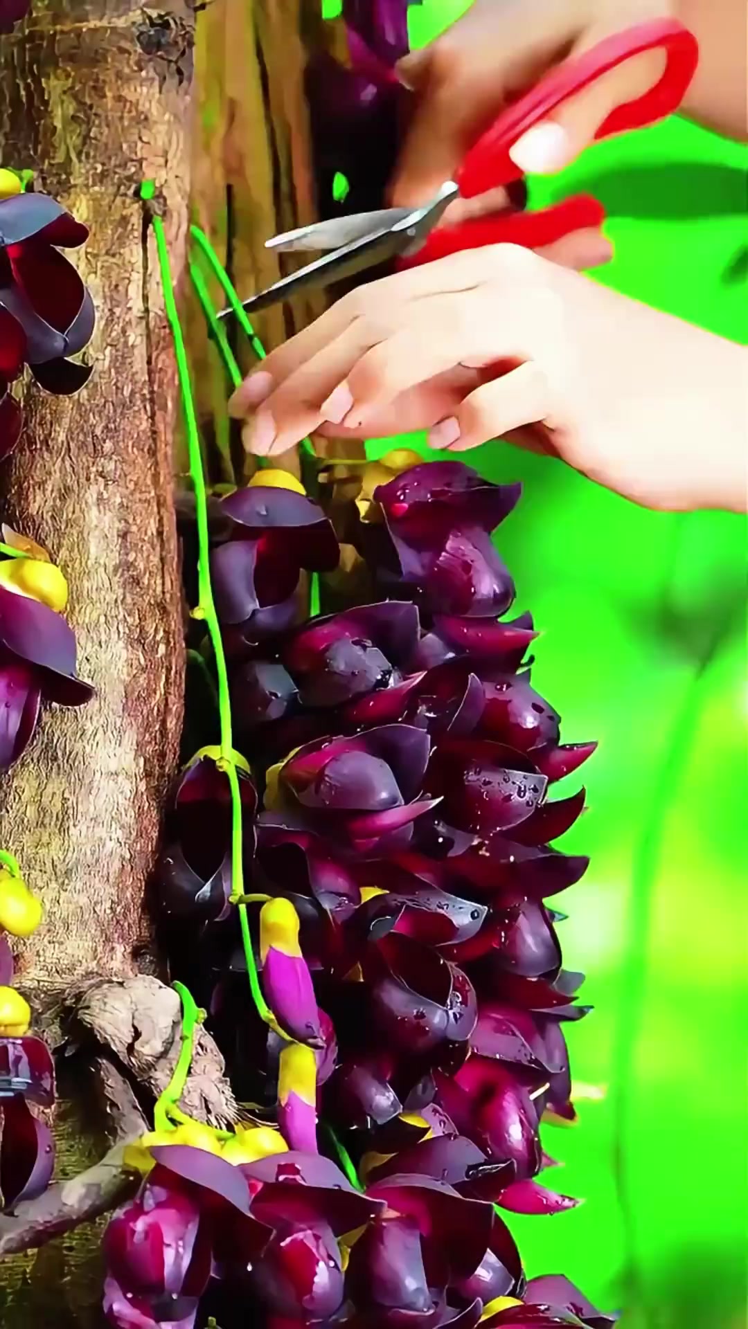带你认识各种野菜