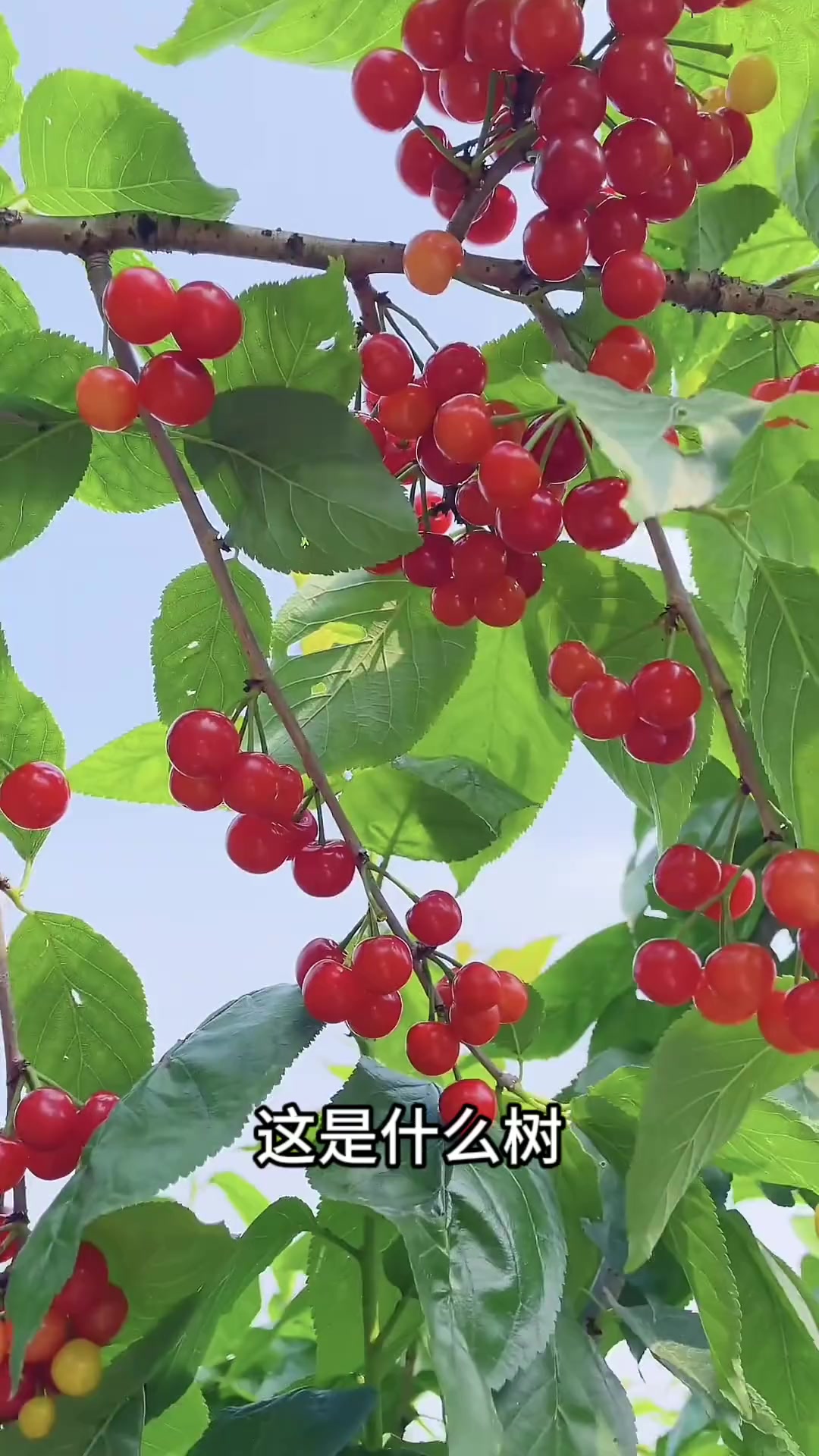 你吃过这么多水果，但是你不一定认识这些水果的树长什么样？猴哥带你认识28种不常见的果树，看