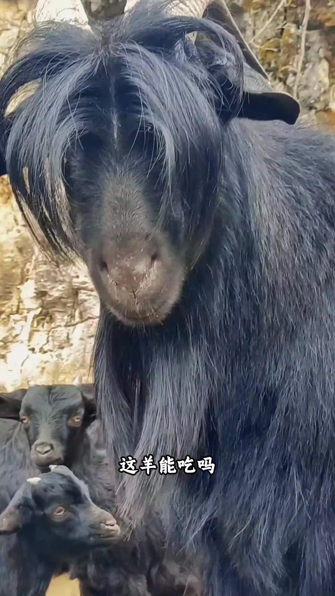 带你认识20种羊，这5种“谁碰谁刑”！