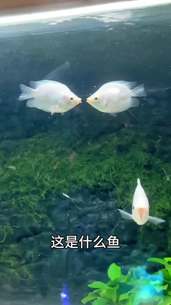 分享科普28种不同品种的鱼，你认识几种