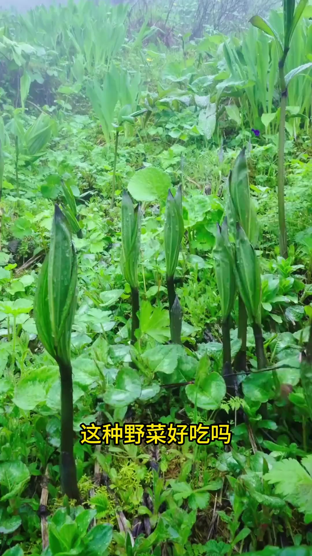 这些野菜喂猪太可惜了？带你认识28种野菜