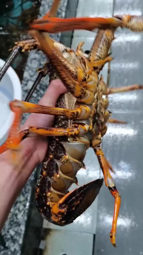 分享科普的歌曲20种河虾与海虾，看看你认识几种？