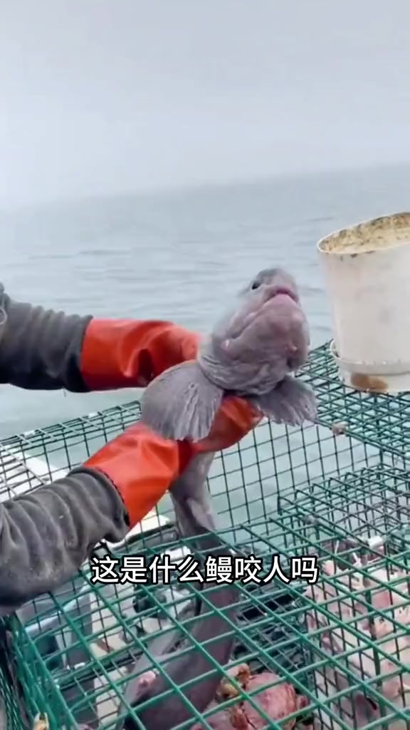 带你认识13种鳗鱼