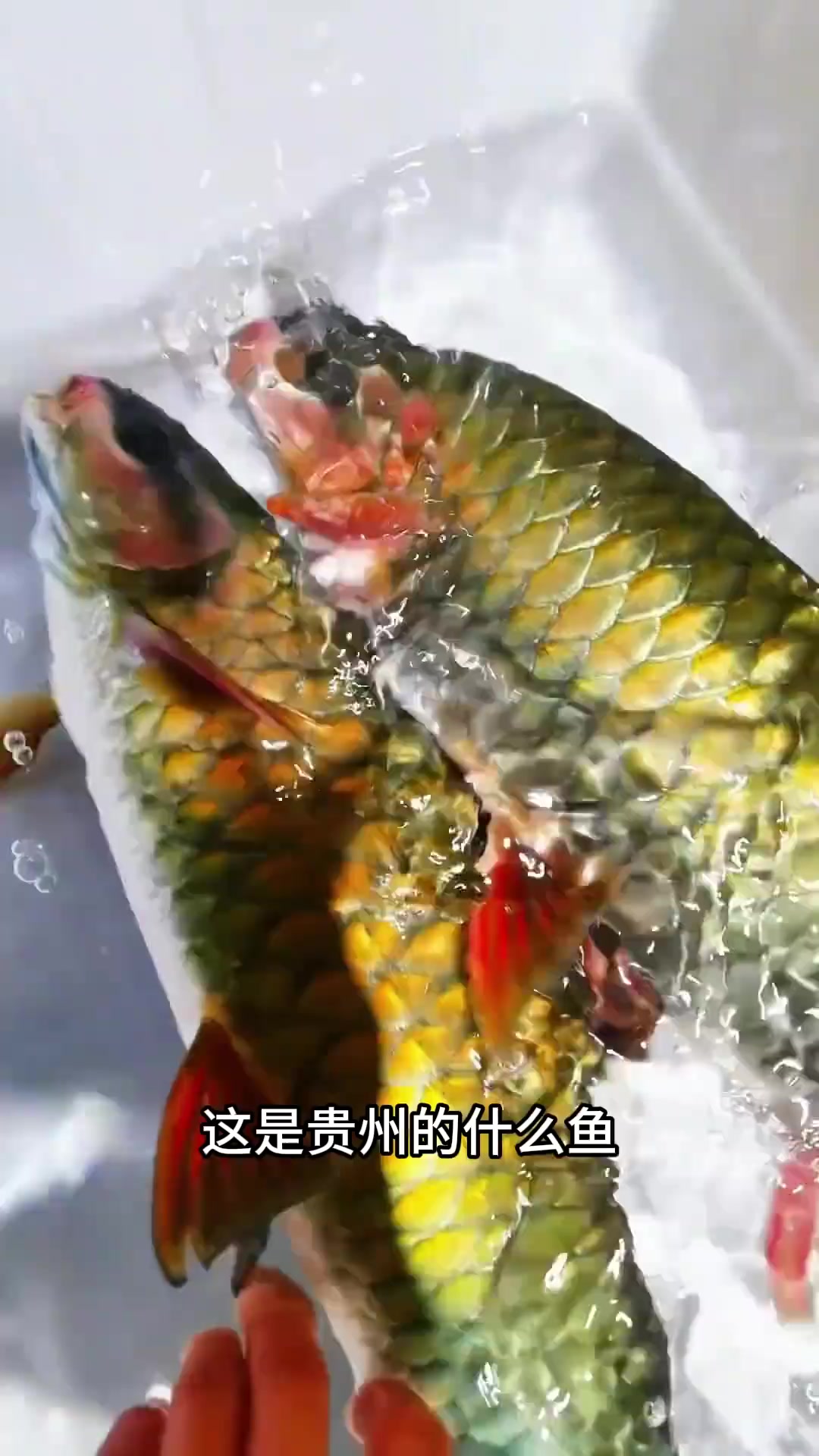 溪流鱼种还得看贵州,带你认识16种贵州溪流鱼种