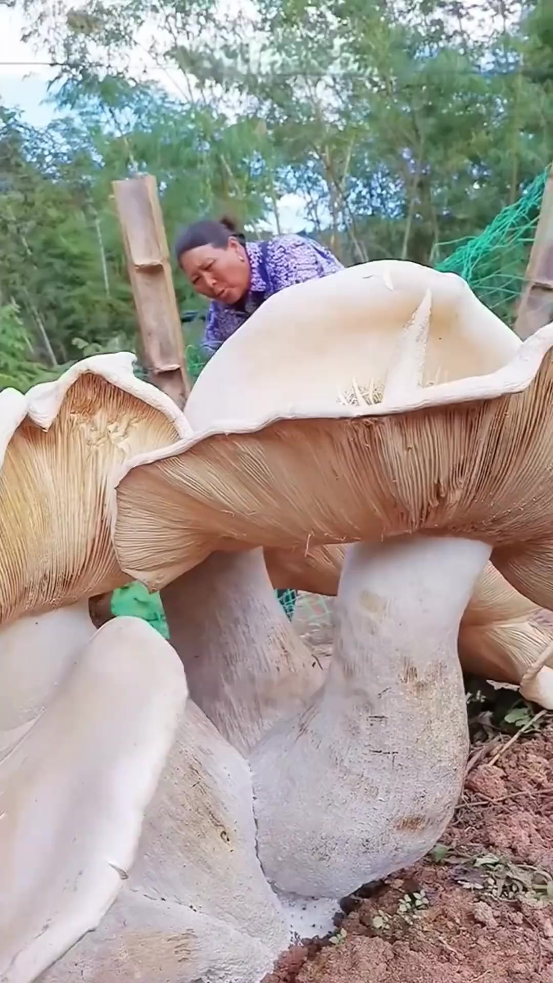 43种可以食用的野生蘑菇,皮皮一次性带你认清楚