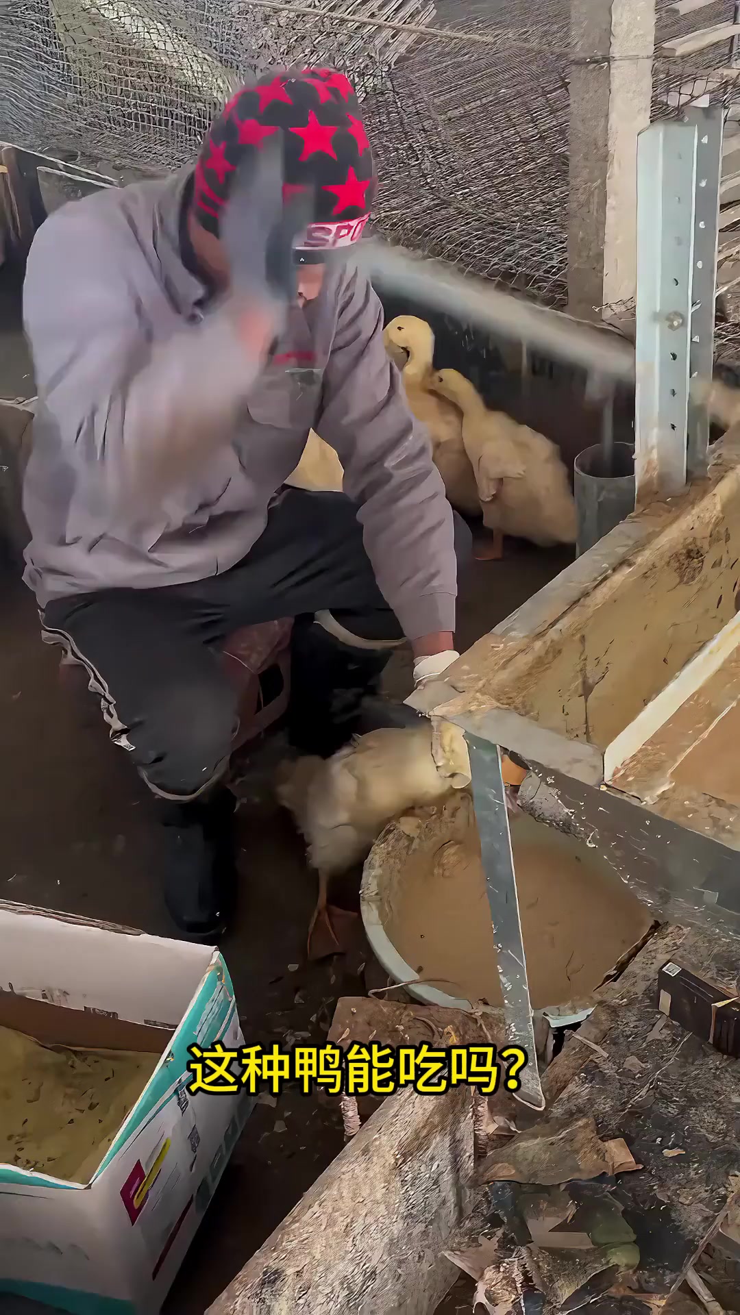 买到这些鸭子要注意了!