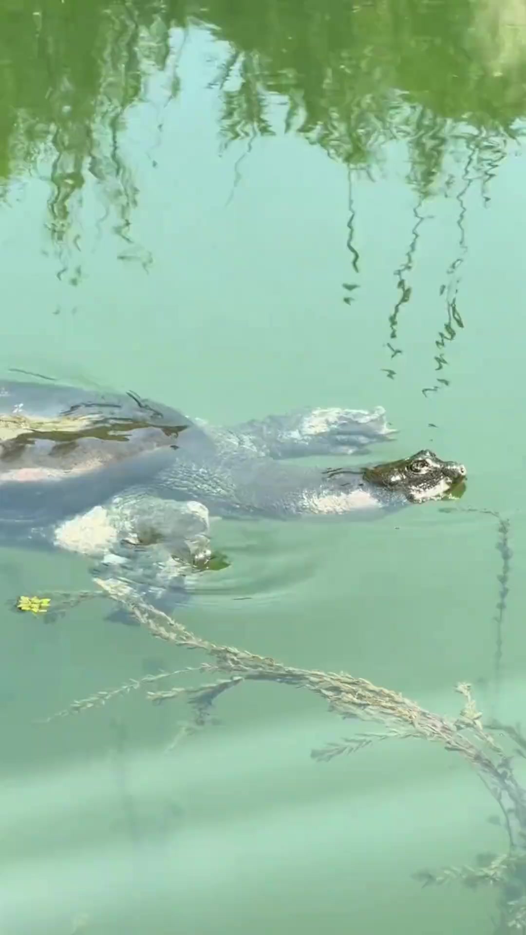 甲鱼在我们广东叫水鱼，你们那叫什么？