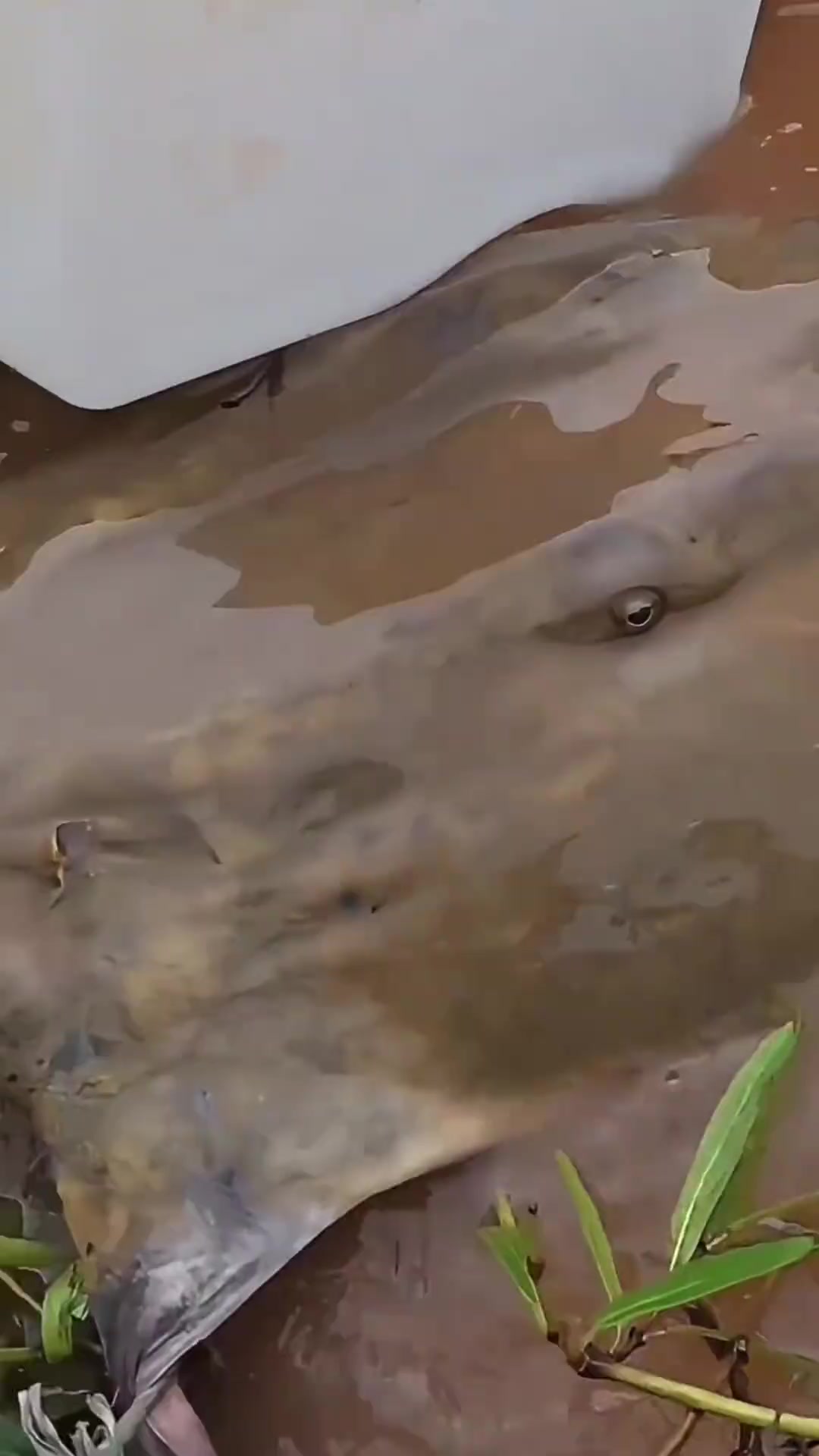 分享科普24种鱼，你都认识几种？