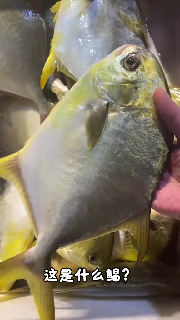 分享科普11种鲳鱼，来看看有没有你不认识的？