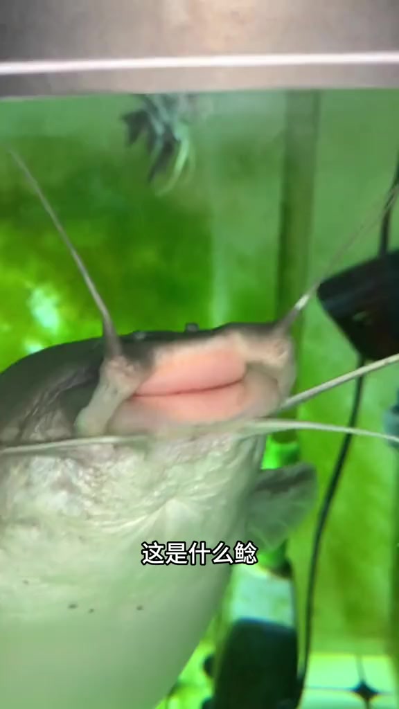 带你认识12种奇特的“鲶鱼”