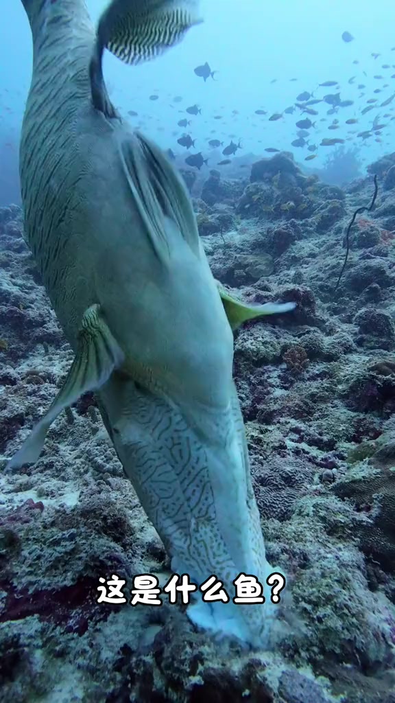 分享介绍15种海鱼，有的非常漂亮，有的非常丑