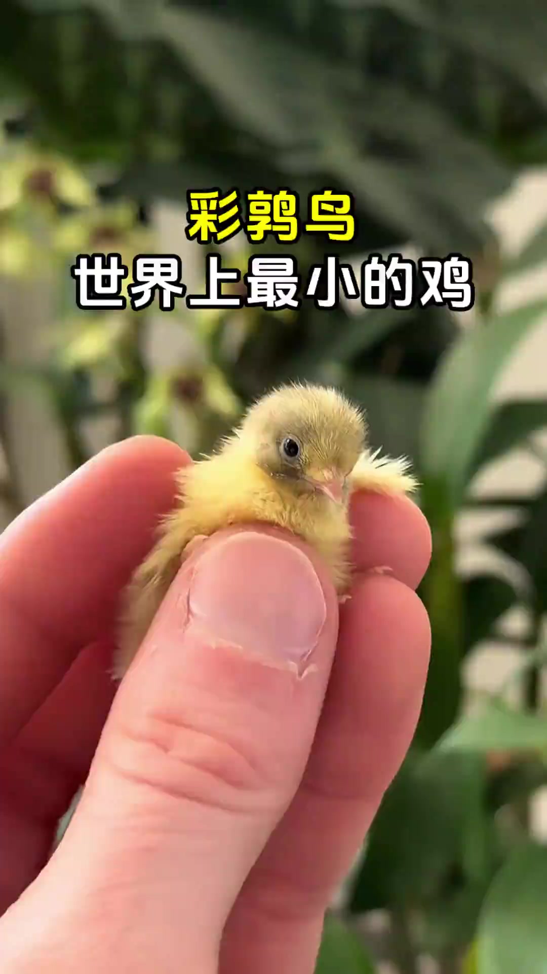 彩鹑鸟，世界上最小的鸡~