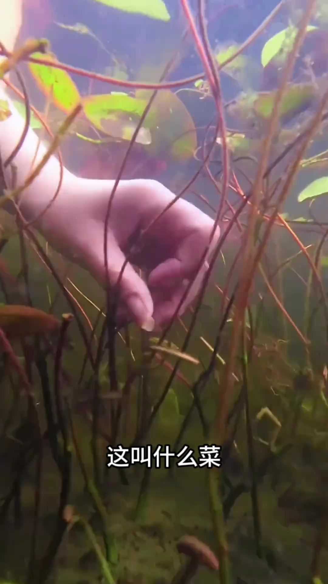 分享科普32种不一样的蔬菜,快来看看你都认识几种?