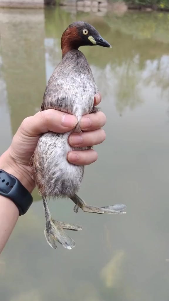 科普十五种不同品种的鸭子，有多少是你认识的呢？