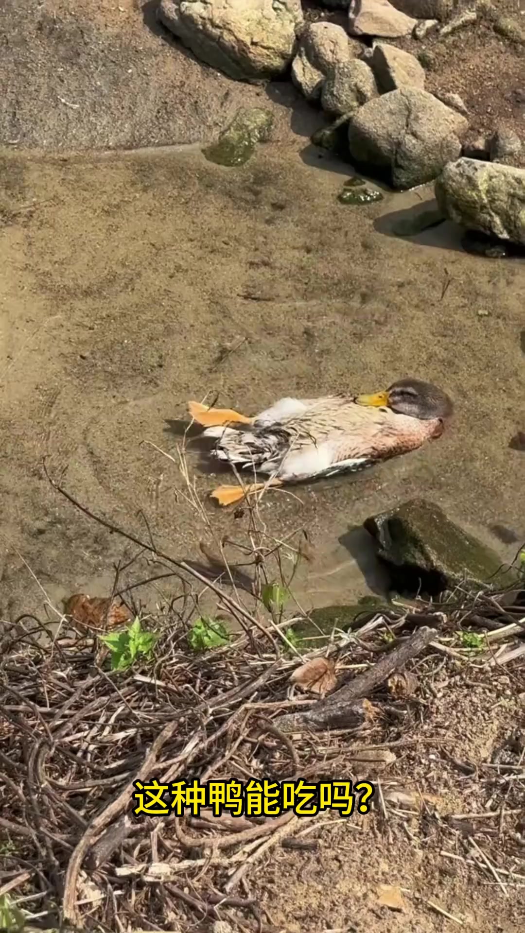 分销15种不同品种的鸭子！你认识几种？