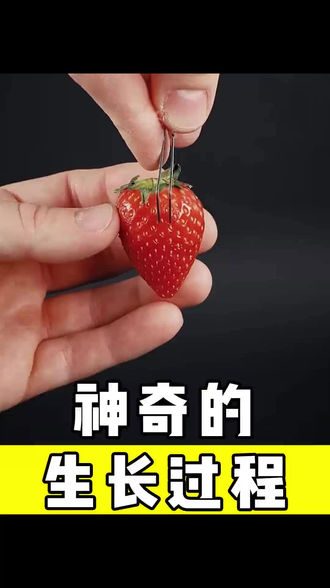 神奇的植物生长过程