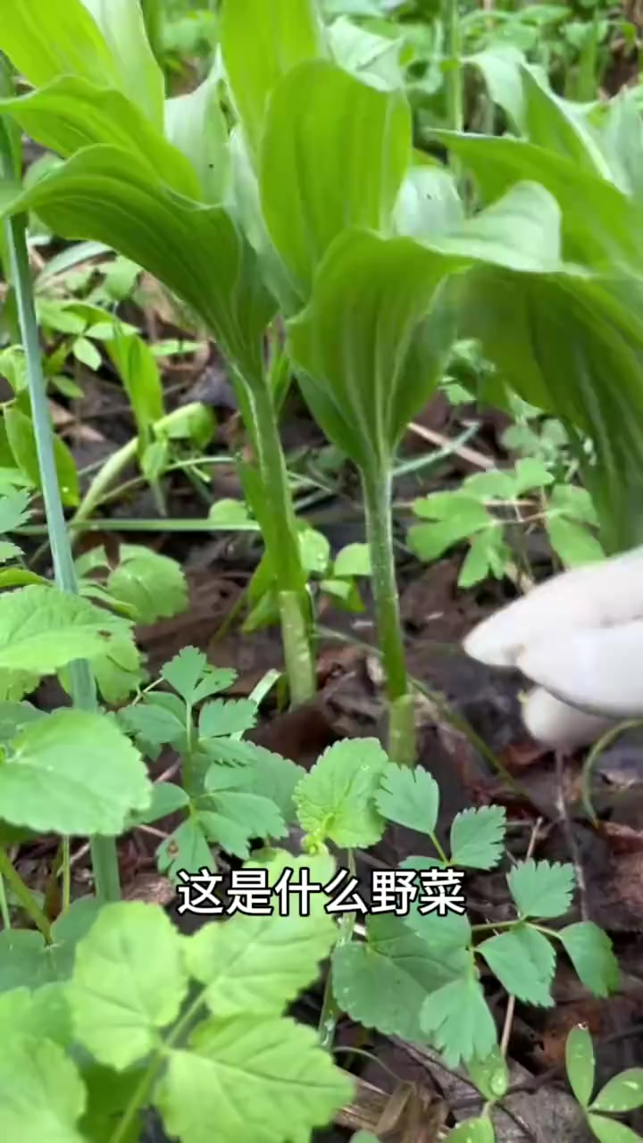 现在是野菜采摘季节的时候，上山采野菜了，以下是27种常见的山东的野菜？有木有你们儿时的味道