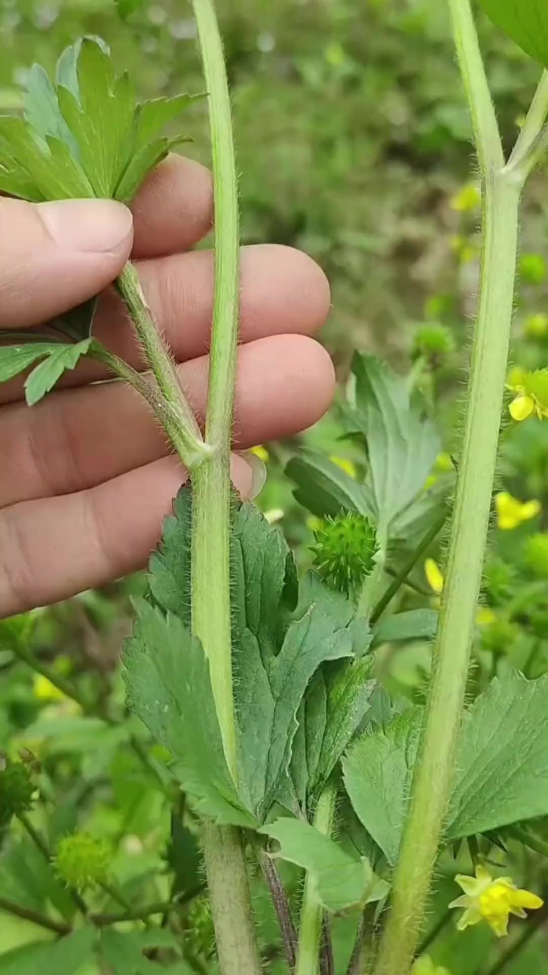 八戒分享野外20种有毒的野菜？在野外看见千万不能吃，以免不适