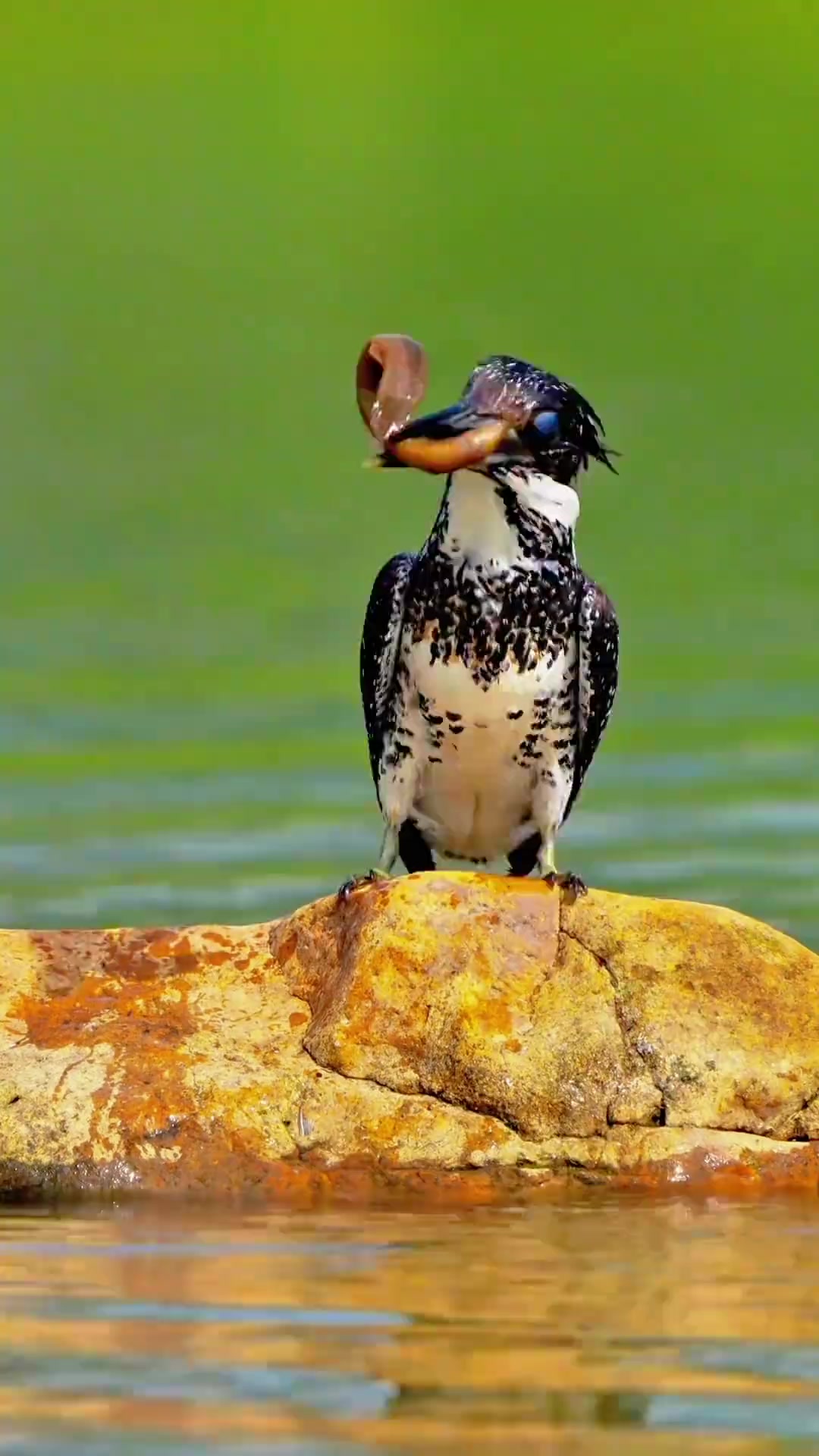 分享16种奇特的鸟类,你认识几种?