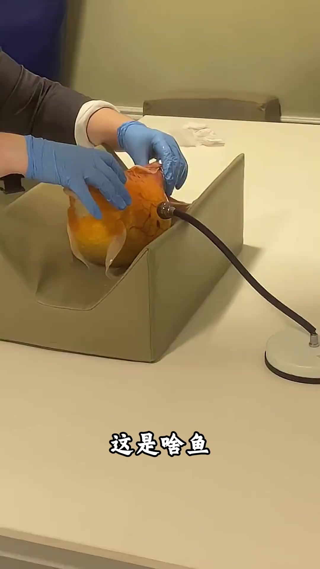 带你认识19种鱼,你吃过哪几种?