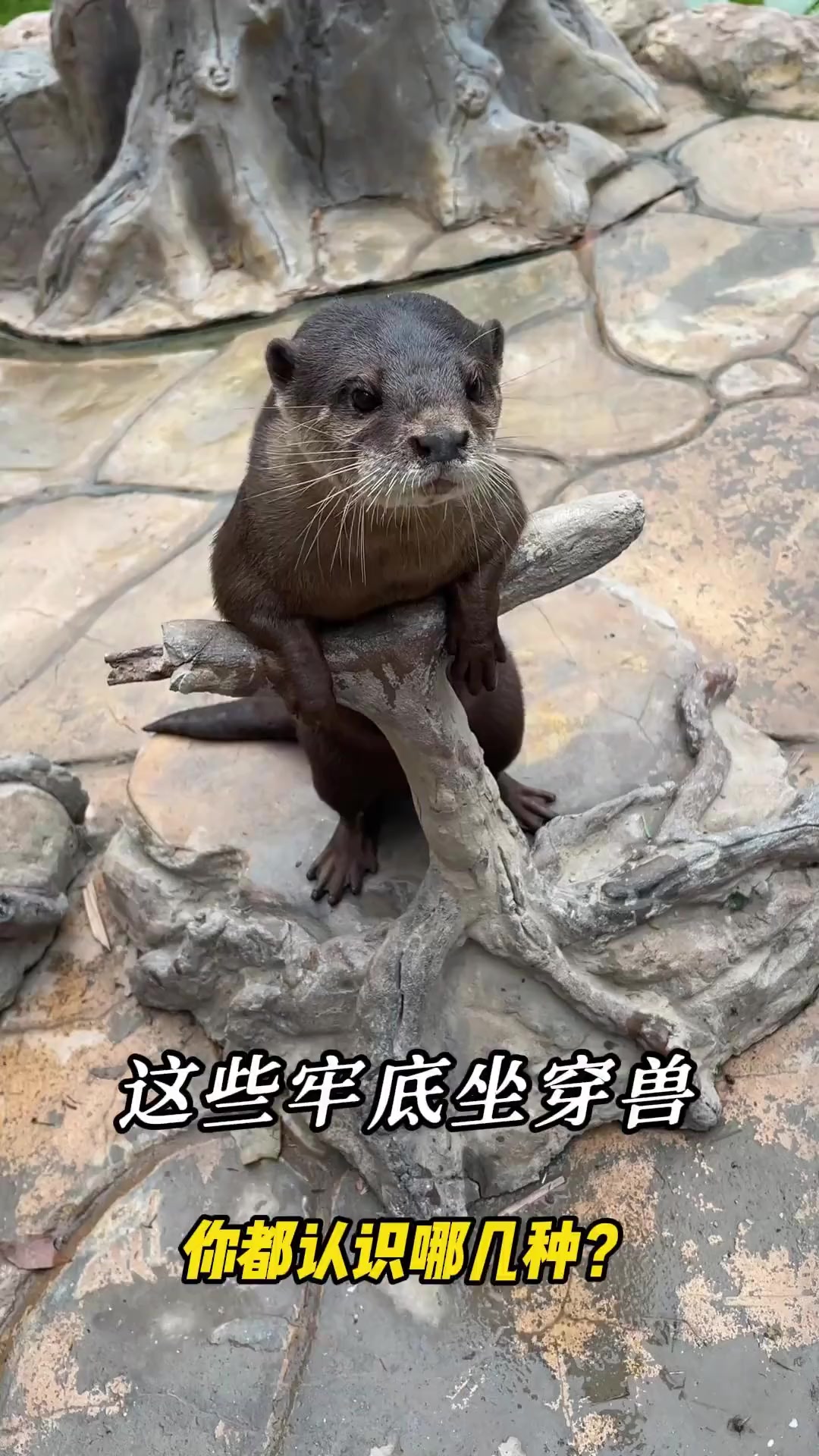 这些”牢底坐穿兽“,你都认识哪几种?