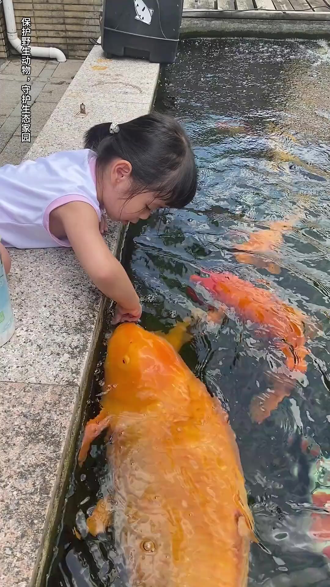 认识10种鱼