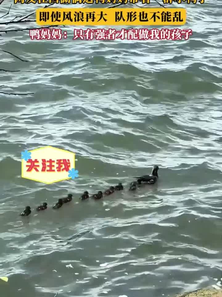 网友在西湖偶遇鸭妈妈带着一群小鸭子,即使风浪再大队形也不能乱