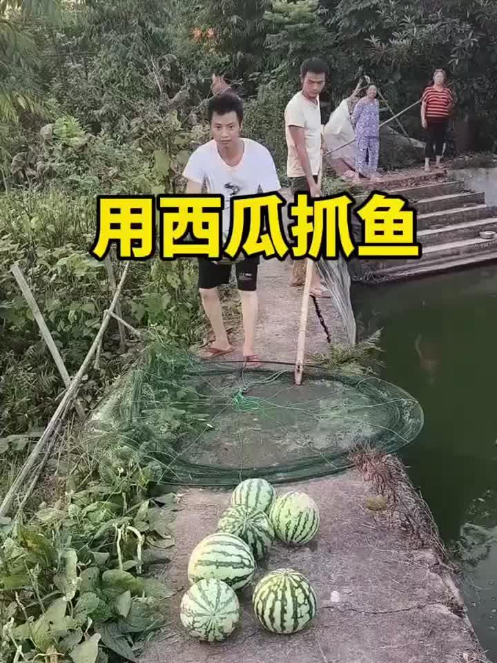 原来鱼也爱吃西瓜啊