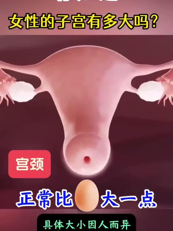 女性子宫的真实尺寸,你知道吗?