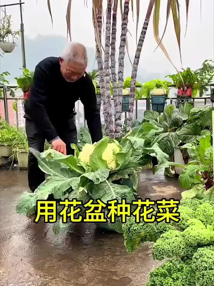 用花盆种花菜