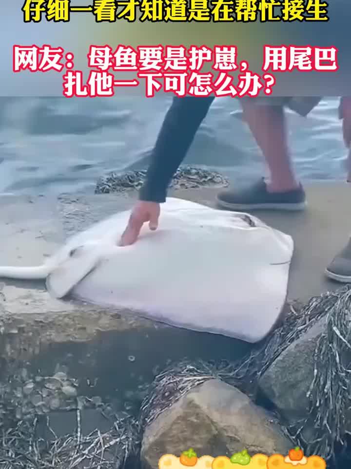 男子按压魔鬼鱼肚子,原来是在帮忙接生,网友:我怕这个母鱼用尾