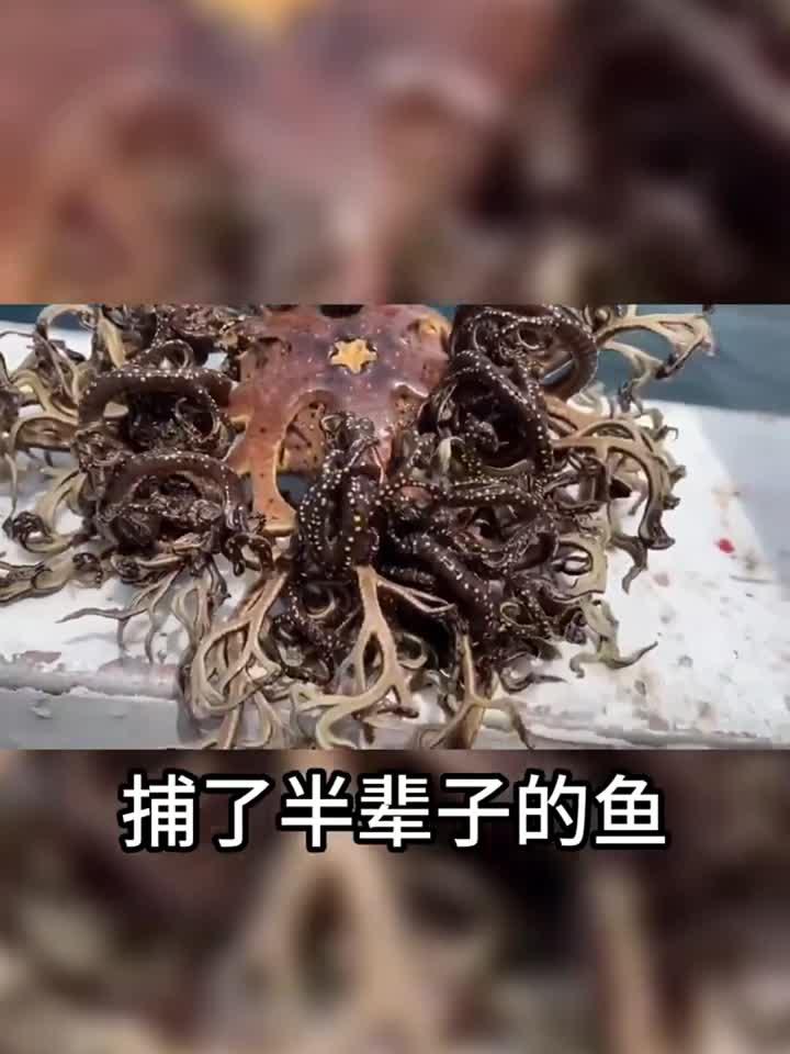 这是八爪鱼变异了吗