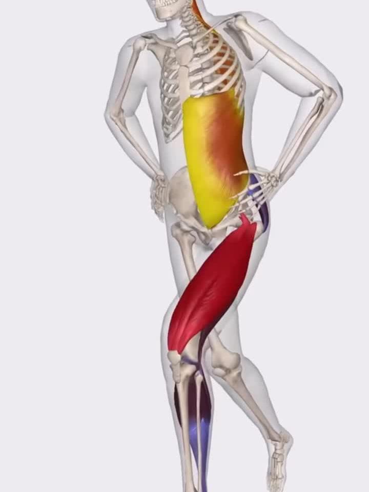 大腿股直肌的深层结构与功能详解