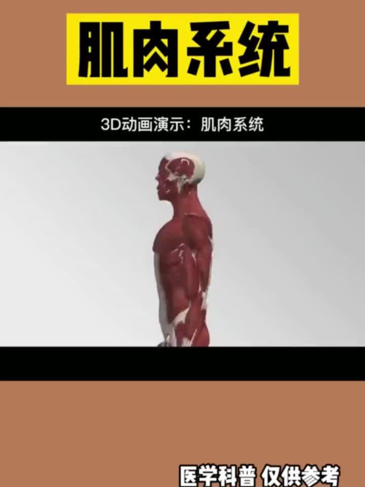 徒手练就全身肌肉：高效训练指南