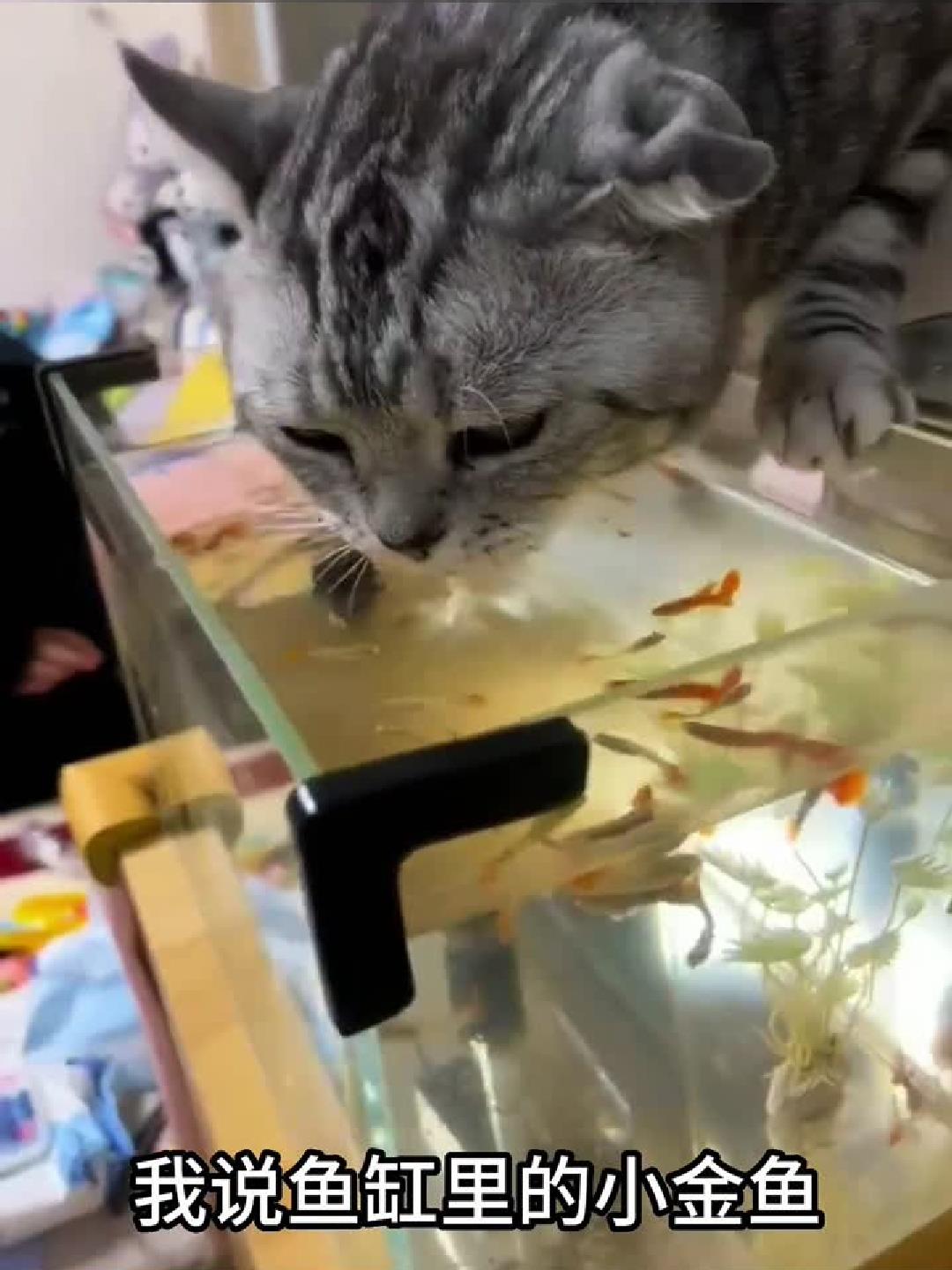 我说鱼缸里的小金鱼,怎么每天都会少几条,原因在这
