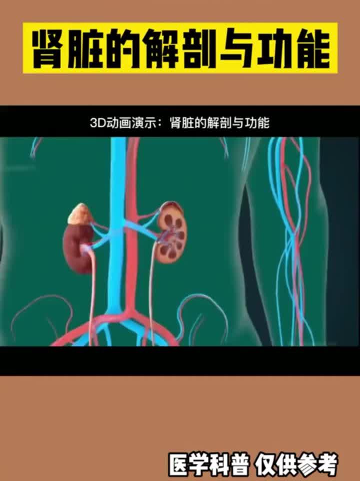 肾脏如何运作?揭秘其精密结构与强大功能