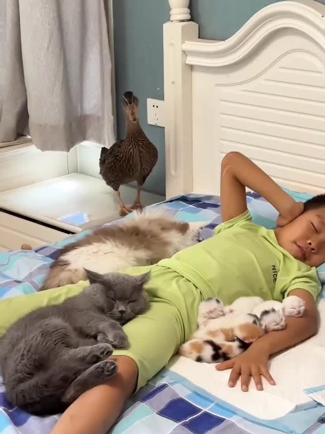 看着这猫咪和鸭子 真是太可爱了
