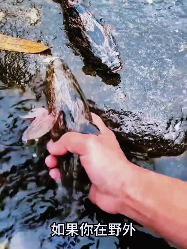 这种鱼长得像黑鱼，却很温柔
