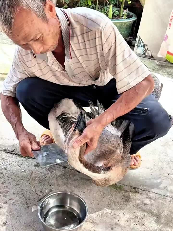 老头子杀鹅的好方法分享大家