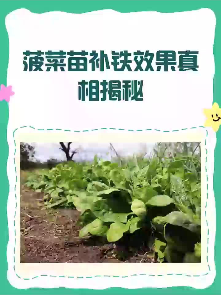 吃菠菜苗真的能补铁吗?揭秘真相!