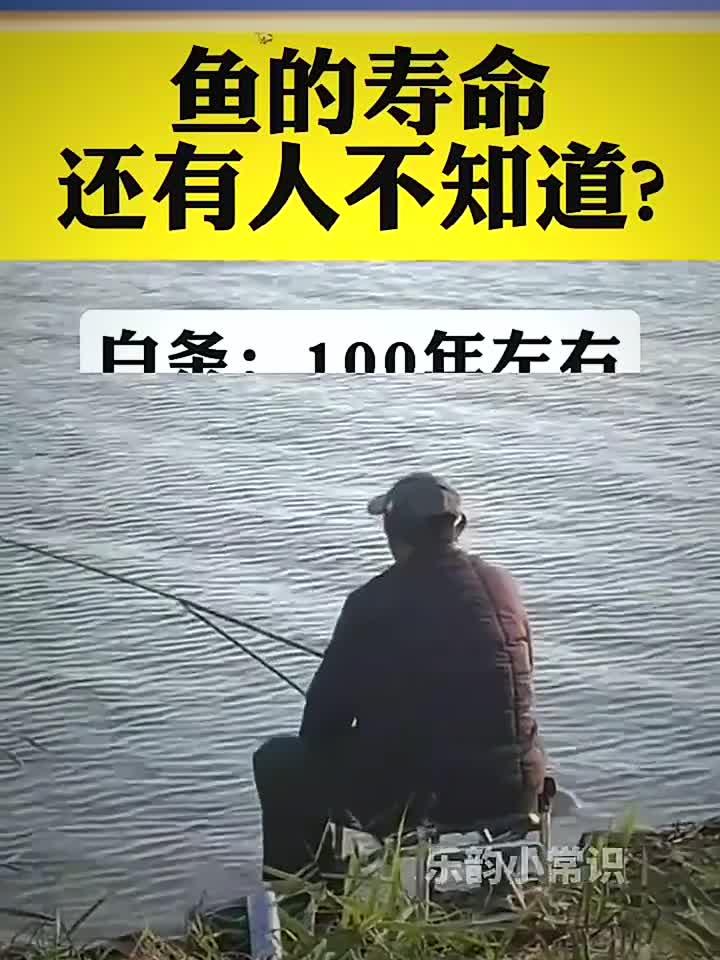 鱼的寿命，还有人不知道吗