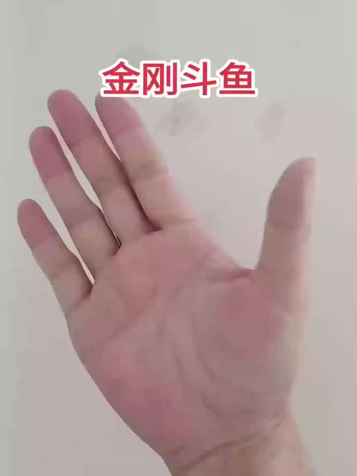给忙碌生活加点养生料，斗鱼打架有多狠？看金刚斗鱼如何捍卫领地