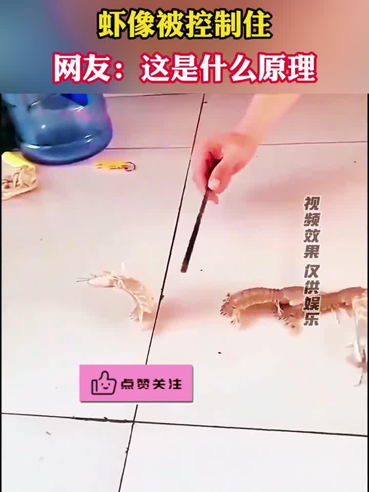 筷子放在皮皮虾上方,皮皮虾像被控制住一样,网友:这是什么原理