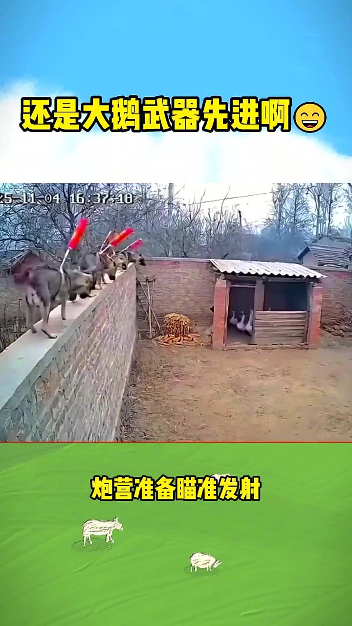 鹅狗战争 搞笑配音 搞笑视频 搞笑动物配音