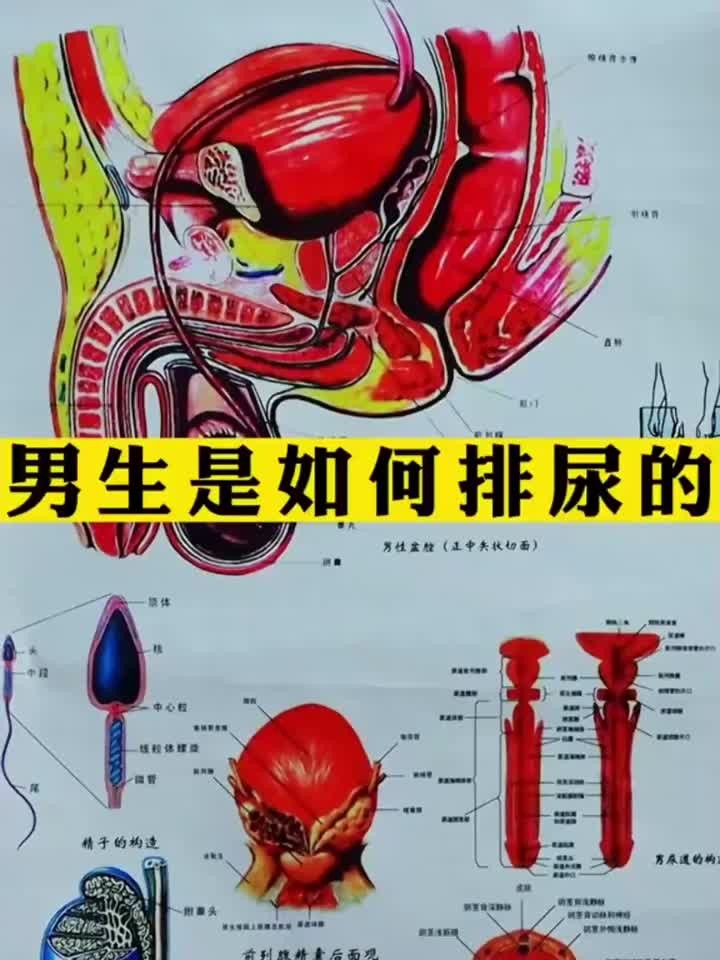 揭秘:男生是如何排尿的!