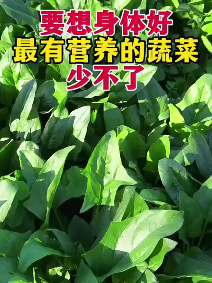 要想身体好最有营养的蔬菜少不了