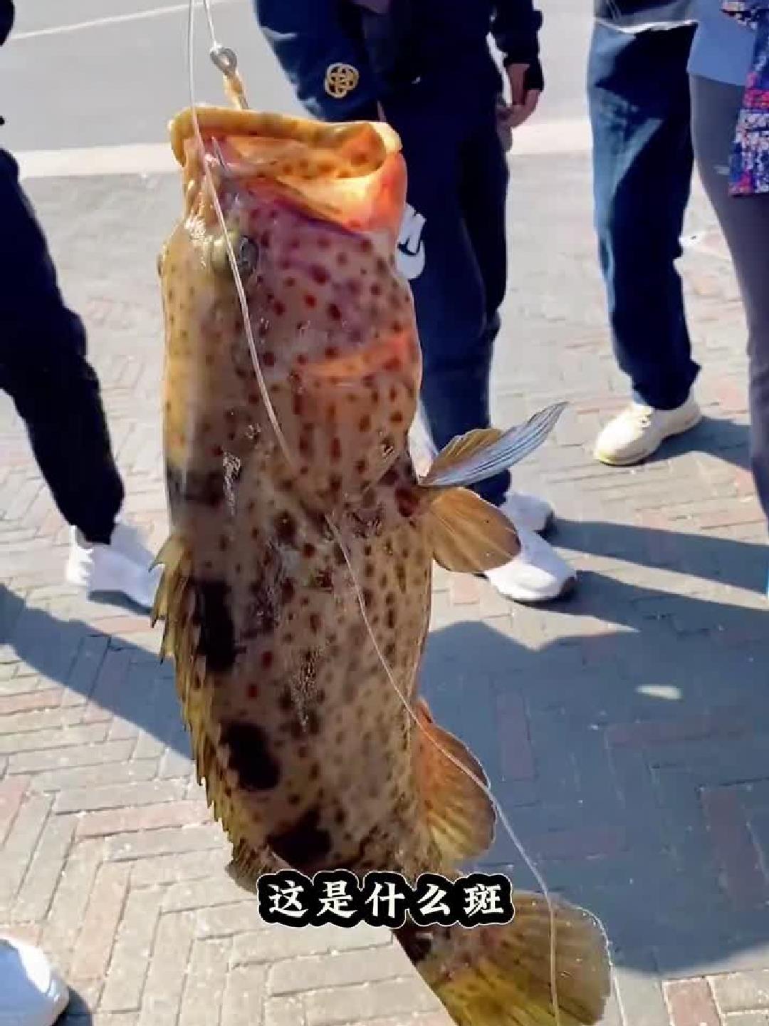 带你认识各种斑鱼 石斑鱼 鱼获满满