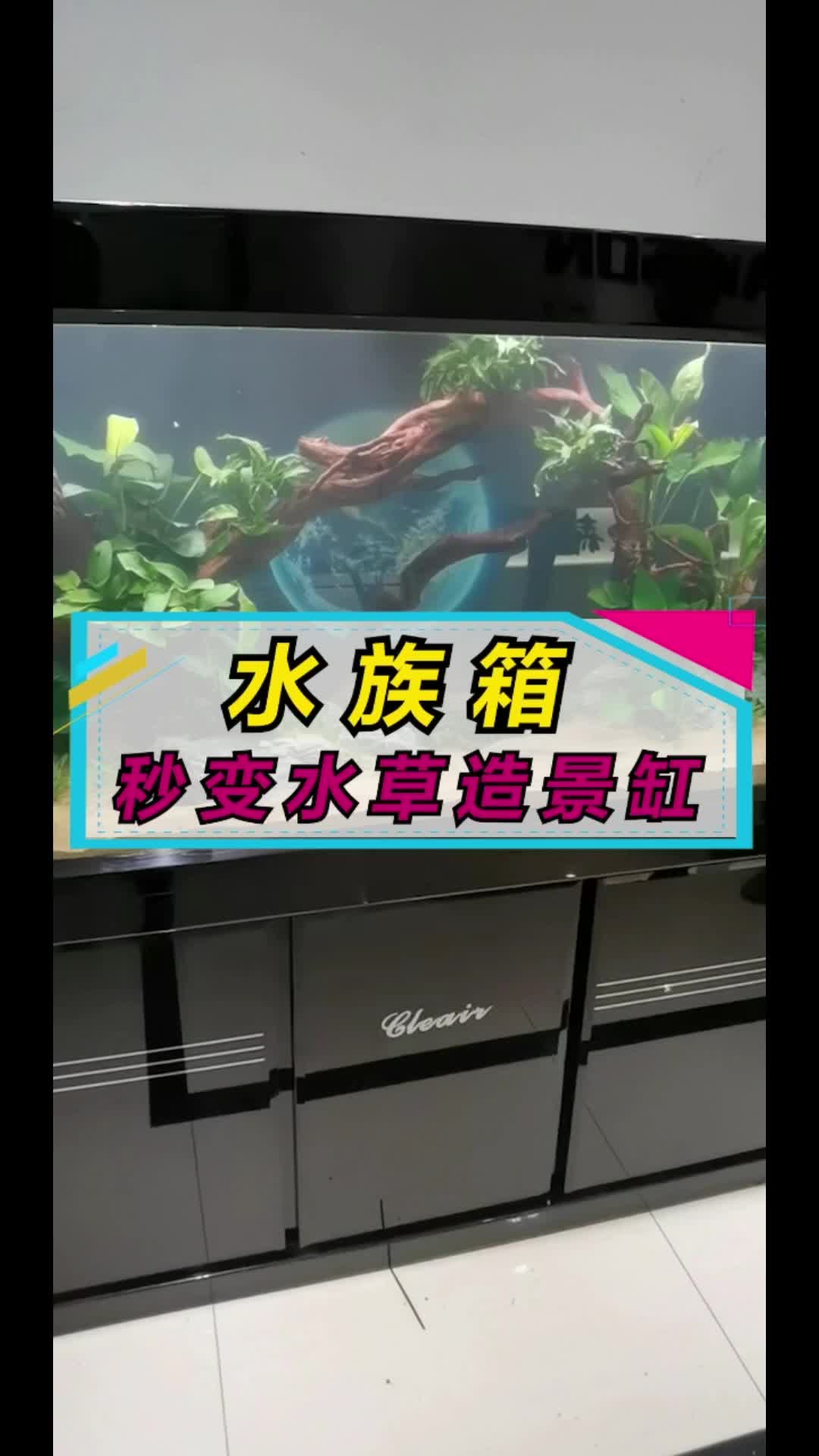 又一口养鱼团灭的传统水族箱改造成简易版生态水草缸，这样的造景简约大方